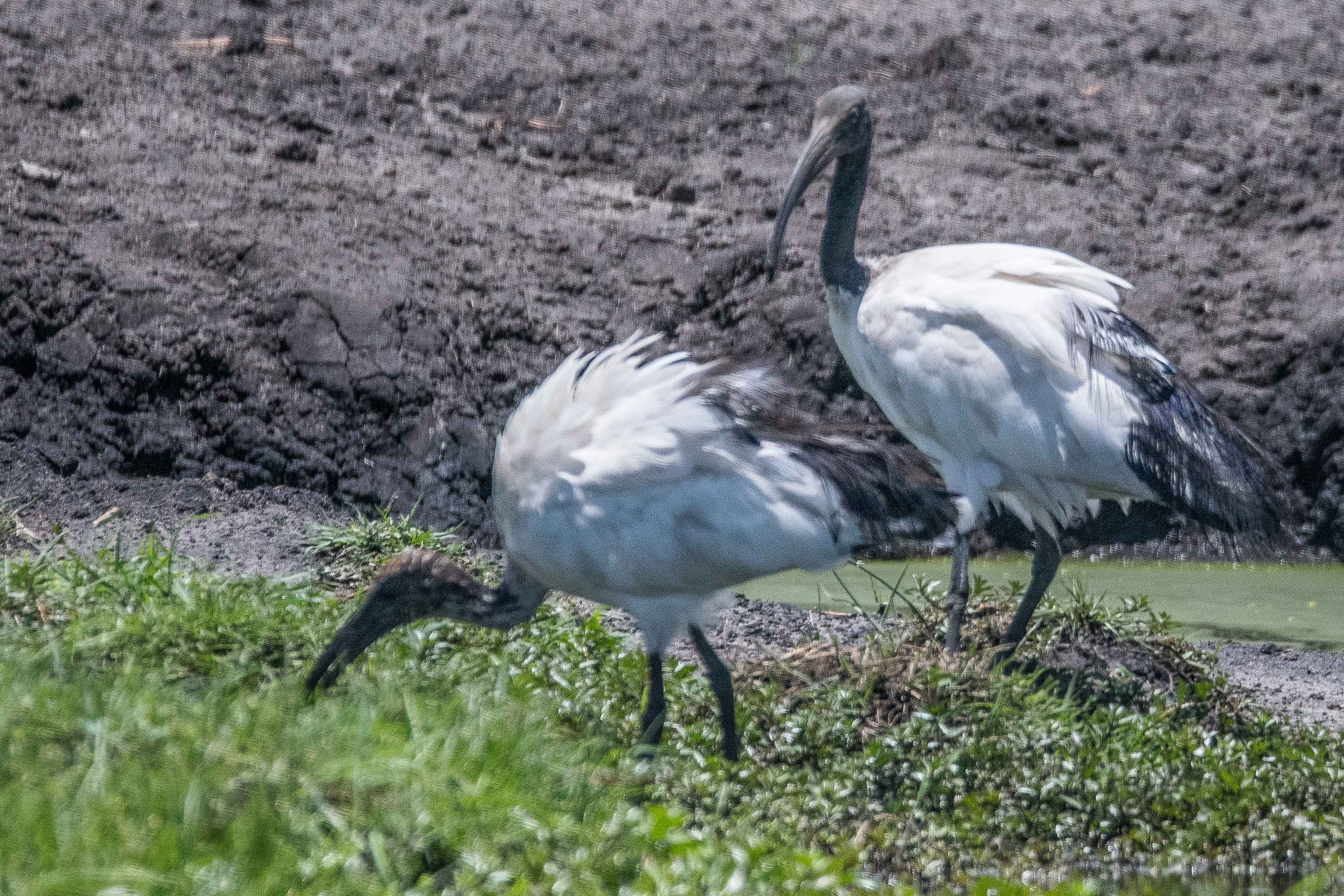 Ibis sacrés adulte et immature (African sacred ibis, Threskiornis aethiopicus), Chobe National Park, Botswana.